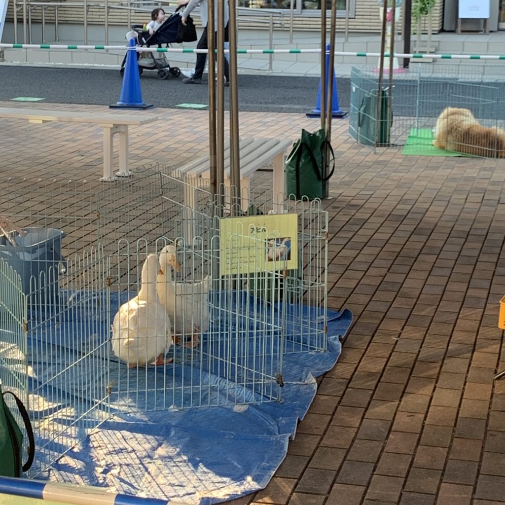 ナゴヤハウジングセンター春日井会場の動物のふれあい